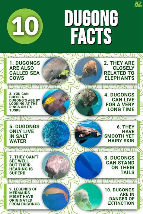 Dugong Animal Facts .